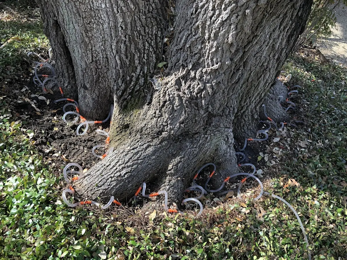 Detailed Tree Cabling and Bracing job site in Pottsboro